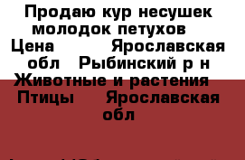Продаю кур несушек,молодок,петухов. › Цена ­ 200 - Ярославская обл., Рыбинский р-н Животные и растения » Птицы   . Ярославская обл.